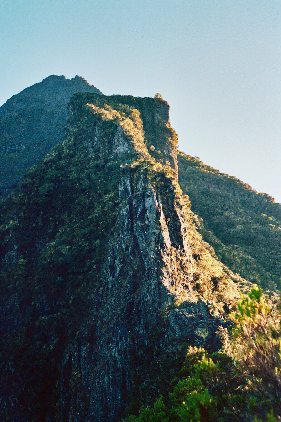 Brasserie Dalons - Paysage Réunion